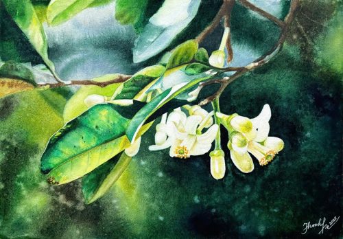 Hoa Bưởi - Quà Tặng Tranh Màu Nước Họa Sĩ Thanh Hà