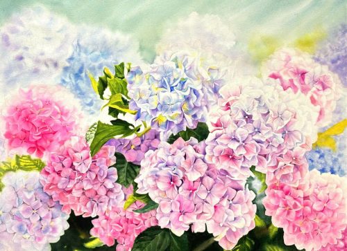 Cẩm Tú Cầu - Quà Tặng Tranh Màu Nước Họa Sĩ Thanh Hà